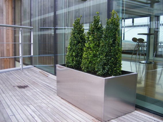 contemporary stainless steel plant pot with buxus